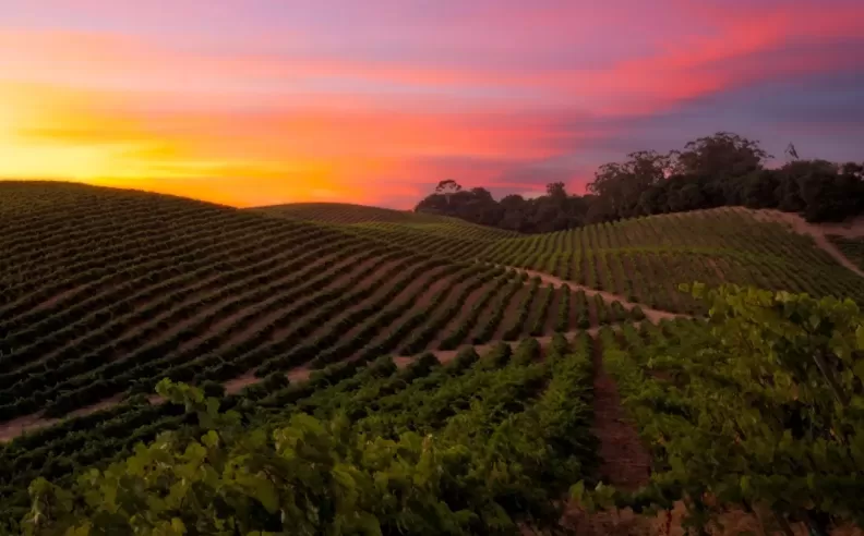 Four Seasons drive experience through Napa Valley.