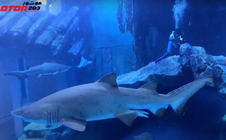 إنجازات ملهمة