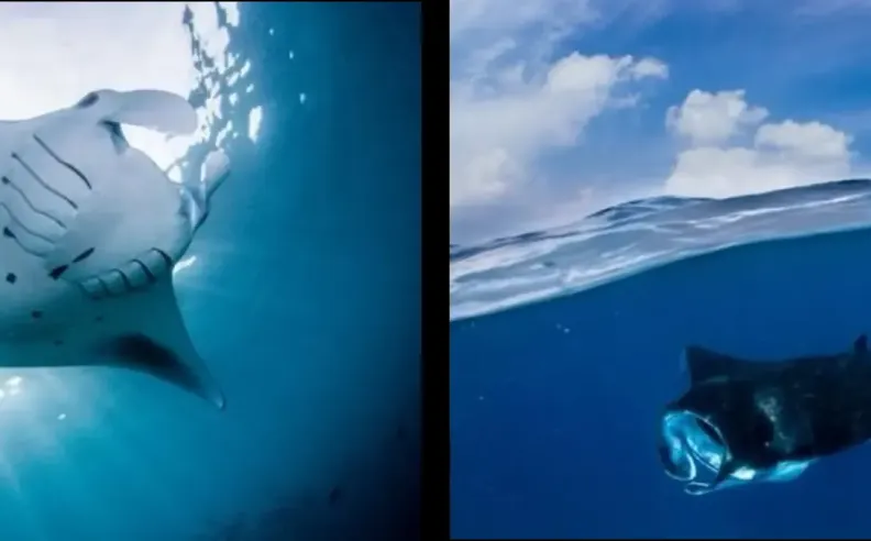 لمحة حول برنامج مانتا ريتريت