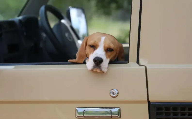 نصائح ذهبية لرحلة آمنة في 2026