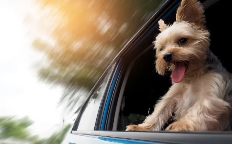 متطلبات التواجد في الأماكن العامة والخدمات