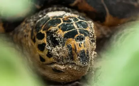Experience The Wonders Of Turtle Nesting and Hatching Season at Waldorf Astoria Seychelles Platte Island