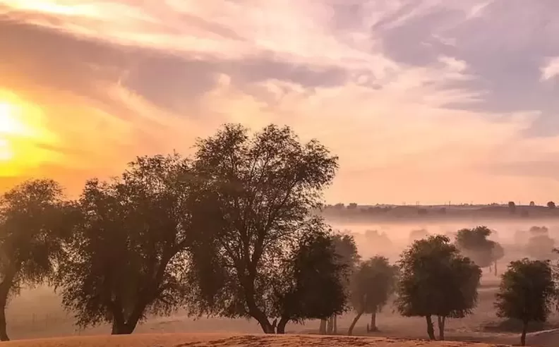 Al Hayer Forest
