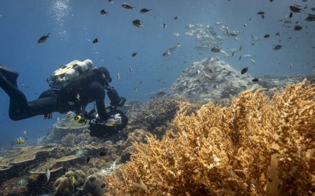 World Ocean Day Watch Alert – New Nat Geo Documentary: Ocean with David Attenborough