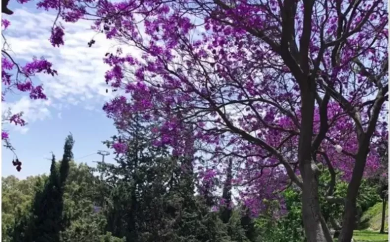 Jacaranda Season in Abha