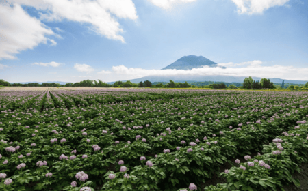 Discover the Natural Beauty and Culinary Culture of Hokkaido