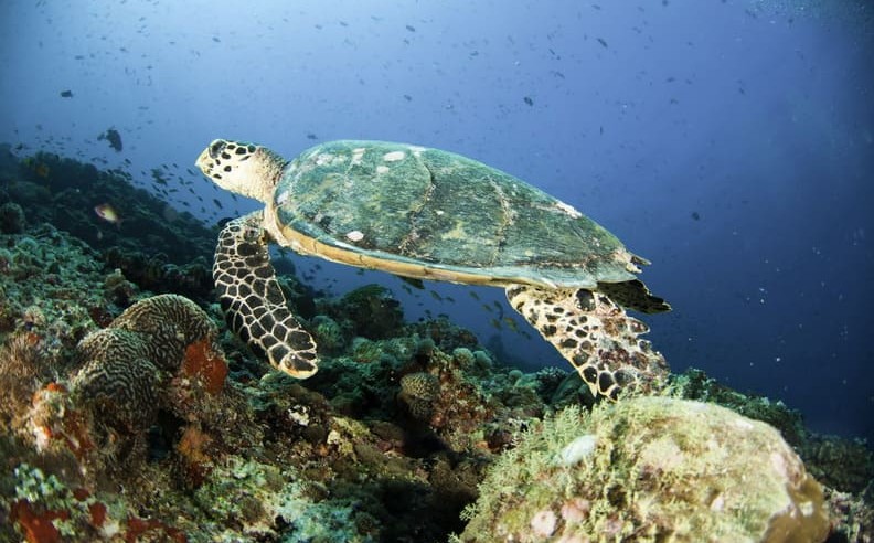 A Vast Underwater World with a Shipwreck