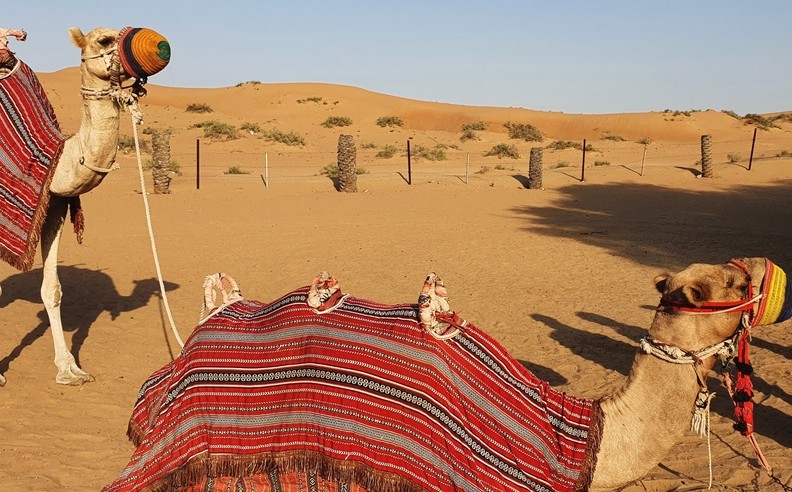 Arabian Gulf Cruises Expand for 2027 and Early 2028