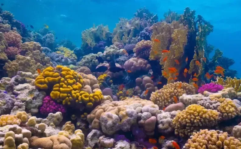 Beneath the Surface of the Saudi Red Sea