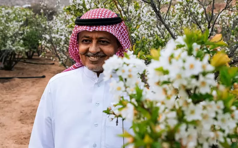 Taif the City of Roses
