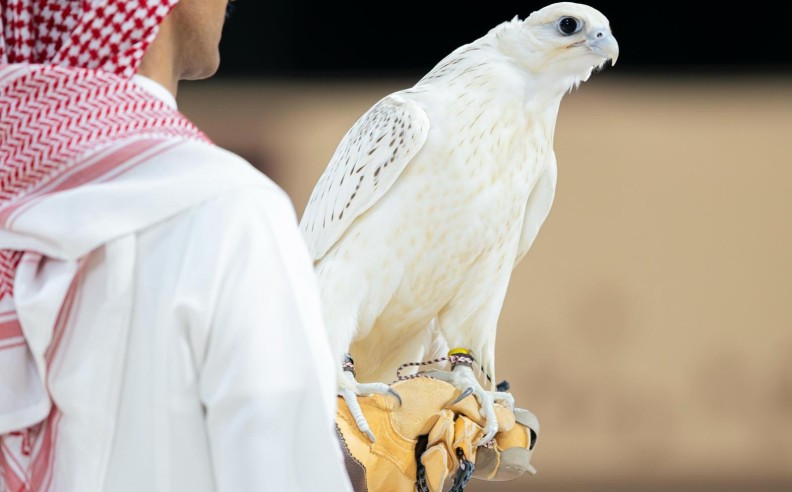 مزاد الصقور السعودي يبيع أغلى الصقور بملايين الريالات