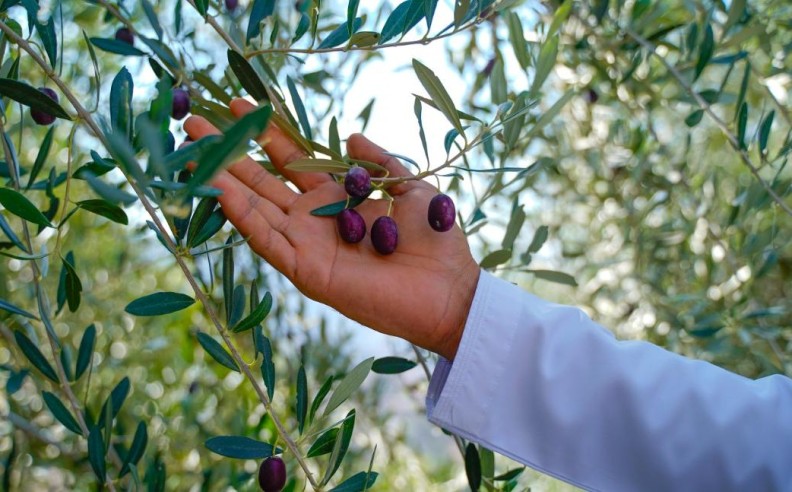 Culinary Classes and Themed Dinners