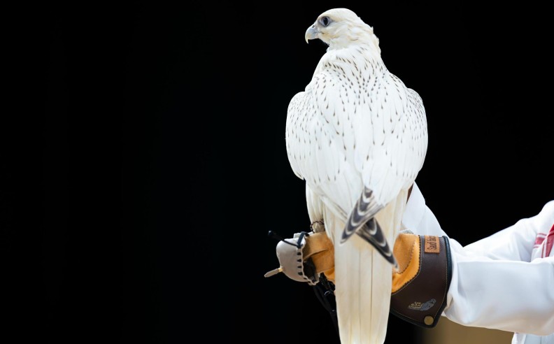 Global Platform for Breeders and Falconry Enthusiasts