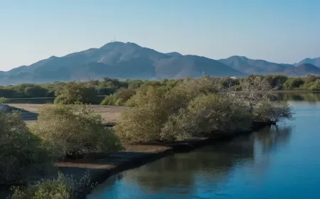 Khor Kalba Uncovered: Wildlife, Mangroves, and Pure Serenity