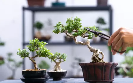 فن زراعة البونساي للمبتدئين هواية تجمع بين الصبر والجمال