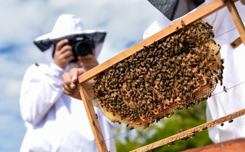 Mauritius’ Shangri-La Beehive Sanctuary Protects 700,000 Bees