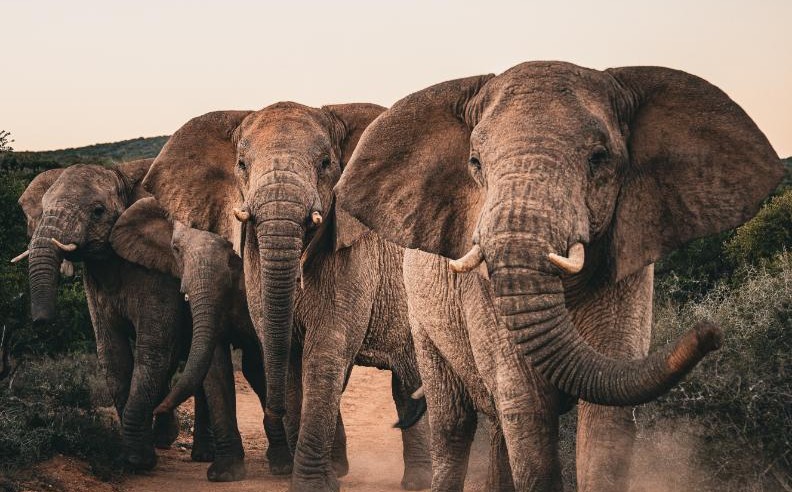 إنفي لودجز تطلق نُزل إنفي أدو للرفاهية المستدامة في إفريقيا