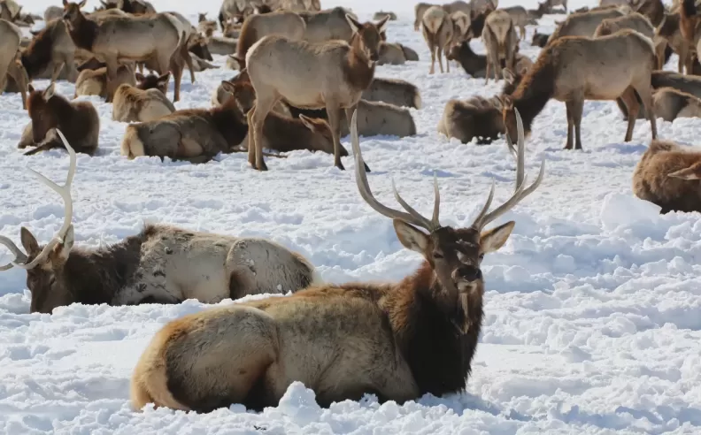 ممرات الحياة البرية ومسارات الحيوانات