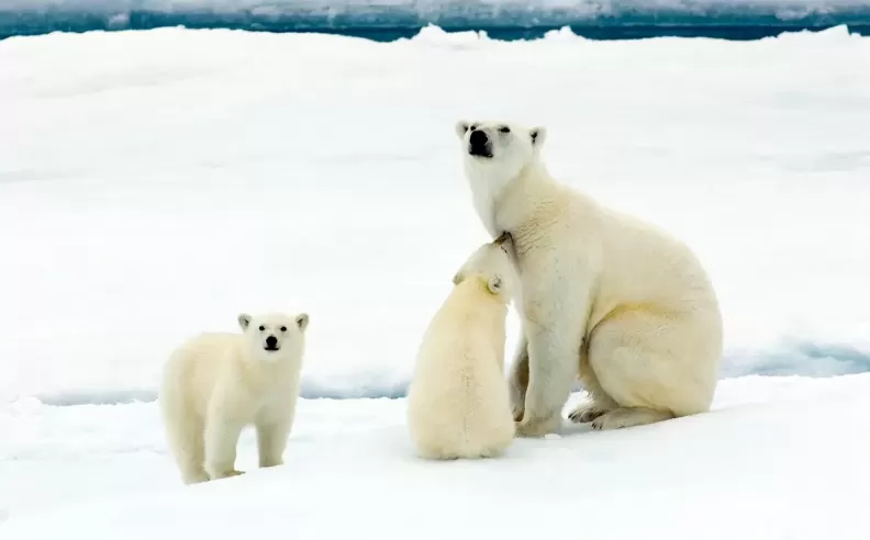 كيف تكشف رحلة عشرة أيام في شرق جرينلاند جوهر الطبيعة القطبية؟