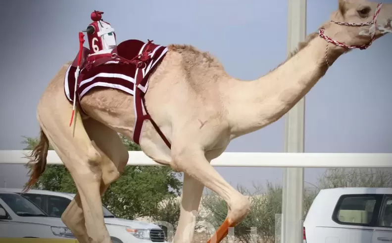 ترقب جماهيري لنتائج هذا الموسم