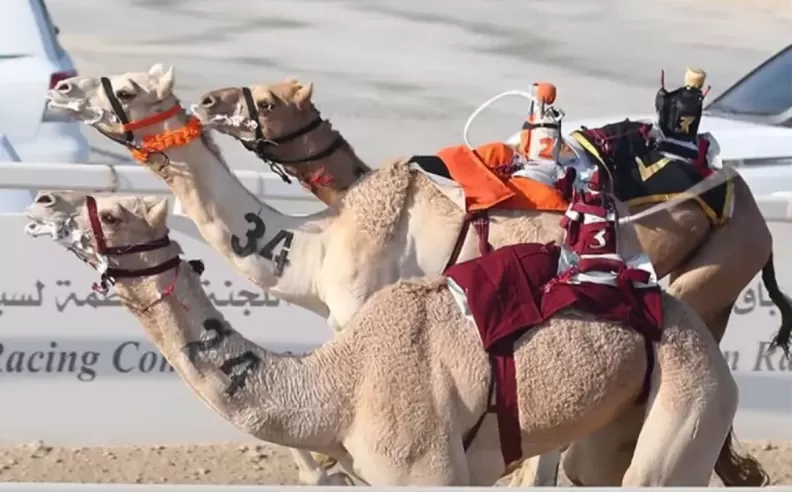 برنامج سباقات غني ومتنوع