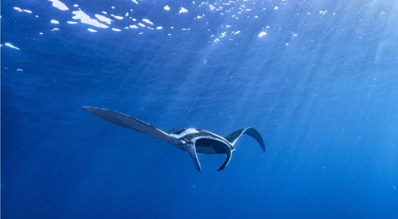 Mantas on Speed Dial