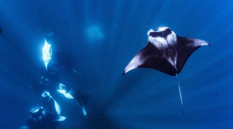 A Manta Haven