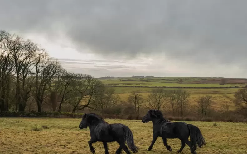 A Curated Journey Across the Moorlands