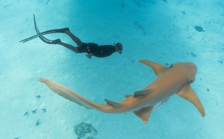 Dive into a Swimming with Nurse Sharks Experience at InterContinental Maldives Maamunagau Resort