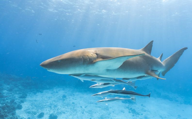 Swim With Nurse Sharks at a Maldives Lagoon – A Guided Marine Encounter