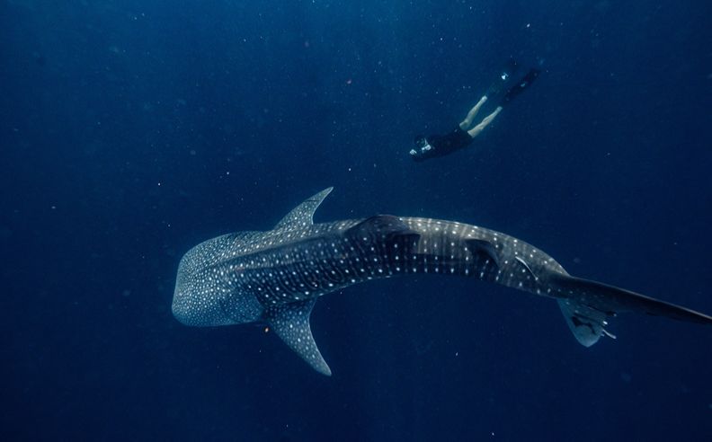 A Journey Through Indonesia's Living Heritage: New Cultural Experiences Across Aman's Resorts in Bali and Beyond